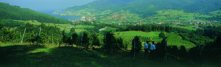 vinedos-3.jpg