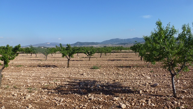 webplantacion_almendra_manan_alicante_.jpg