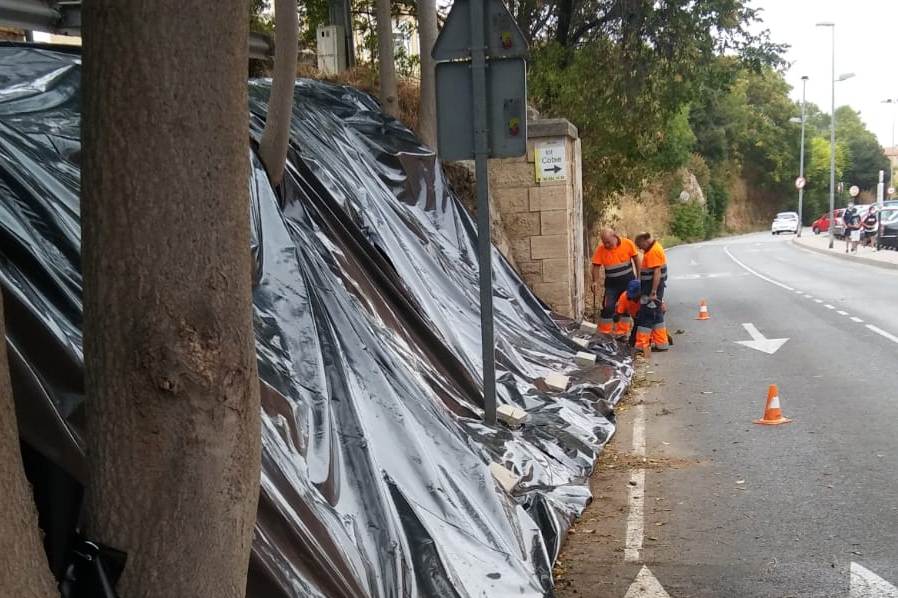 El ayuntamiento intenta acabar con el ailanto sin herbicidas