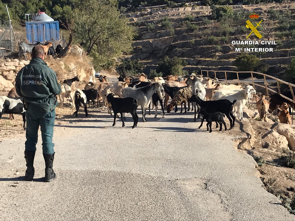 Sol·liciten la inhabilitació per a la tinença d'animals a una dona que acumula 6 delictes per maltractament animal