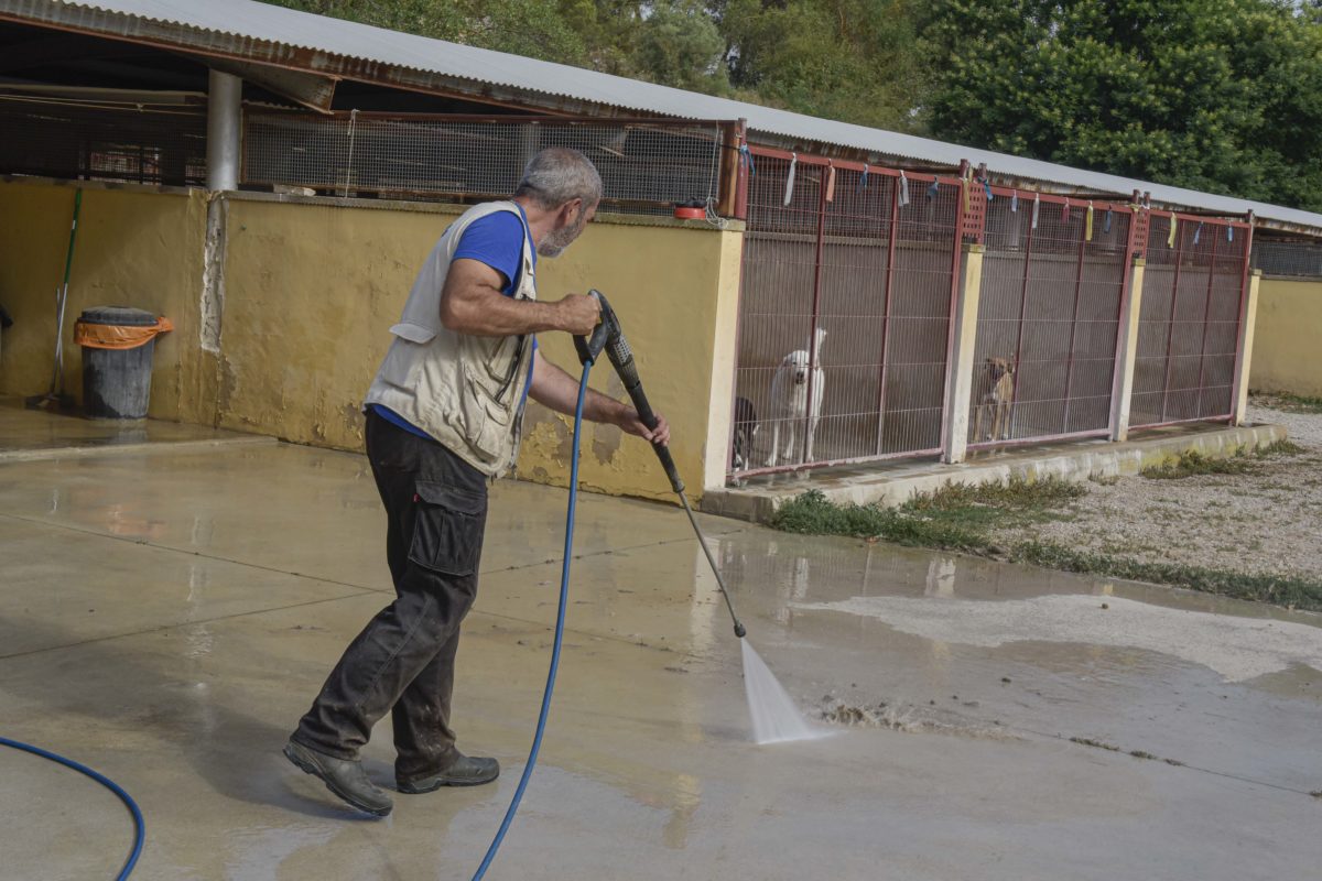 albergue canino protectora