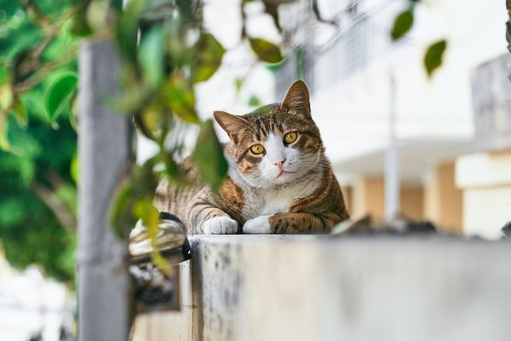 El Ayuntamiento recibe una subvención para la esterilización de colonias urbanas de gatos