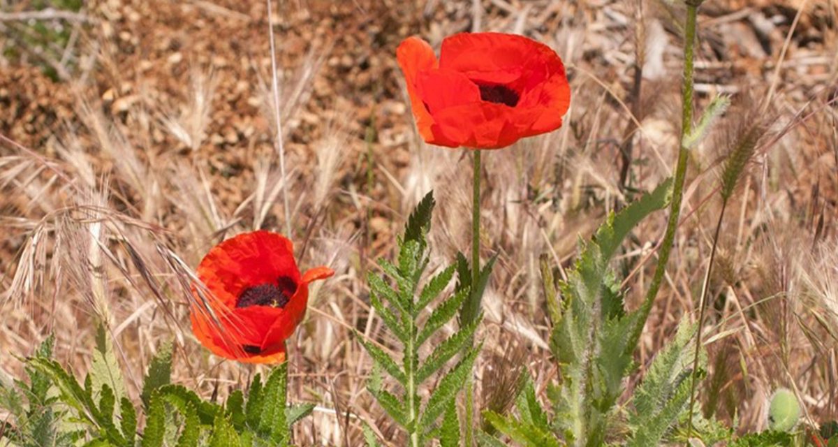 Descubren una nueva especie de amapola en Mariola