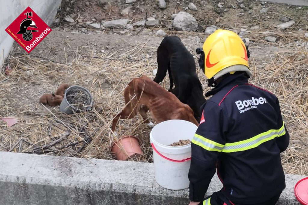 Los bomberos rescatan a seis perros abandonados