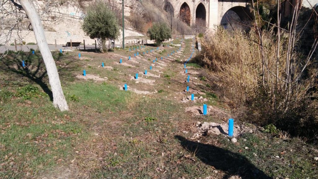 Reforestación en varias zonas del casco urbano