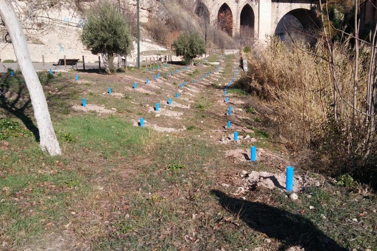 Reforestación en varias zonas del casco urbano