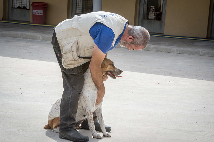 La Generalitat destina 900.000 euros a entitats per a la defensa dels animals de companyia