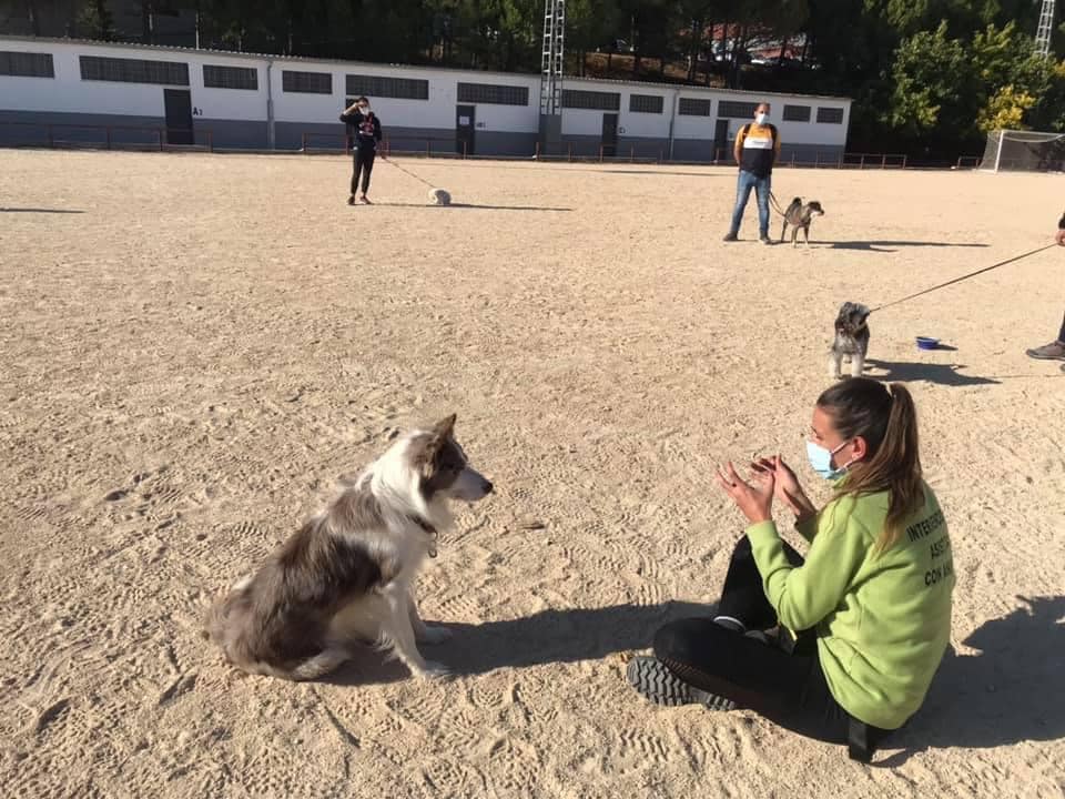 La setmana que ve donarà principi la segona edició d'educació canina urbana