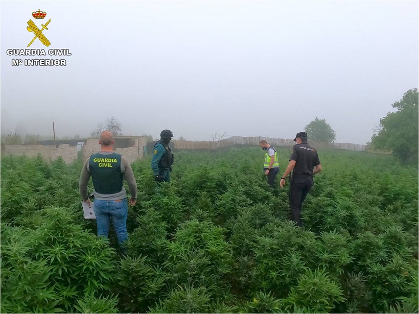 La Policia Nacional i la Guàrdia Civil confisquen quasi 15.000 plantes de marihuana