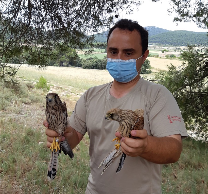 Avanza la reintroducción del cernícalo primilla