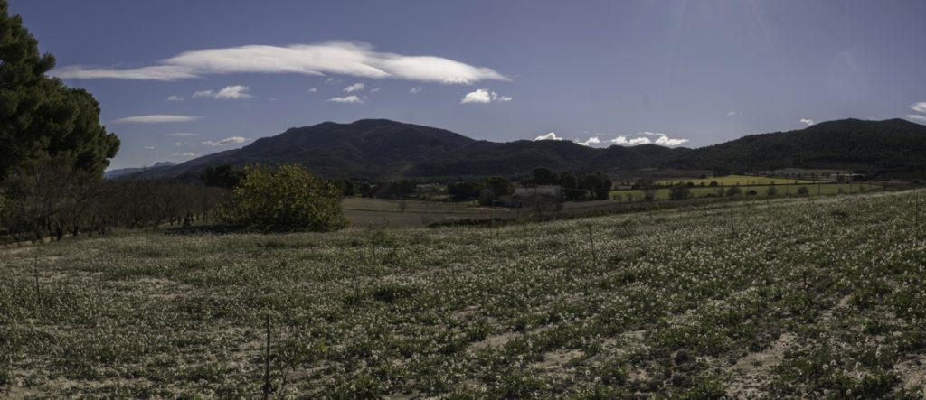 La Generalitat inadmet la planta fotovoltaica de Polop Alt