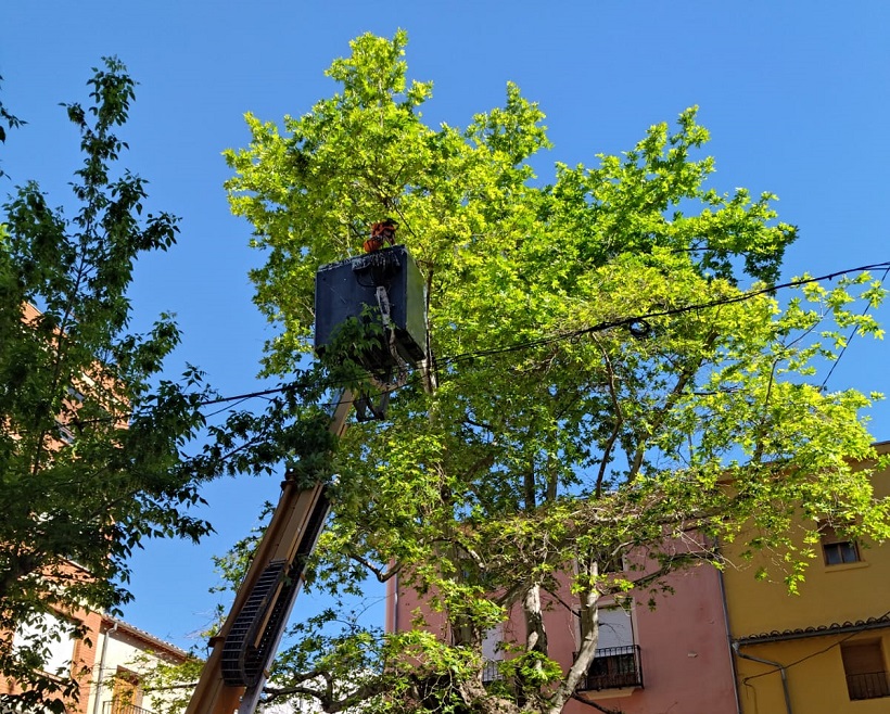 Labors de manteniment en l'emblemàtic 'plátino' d'Ibi