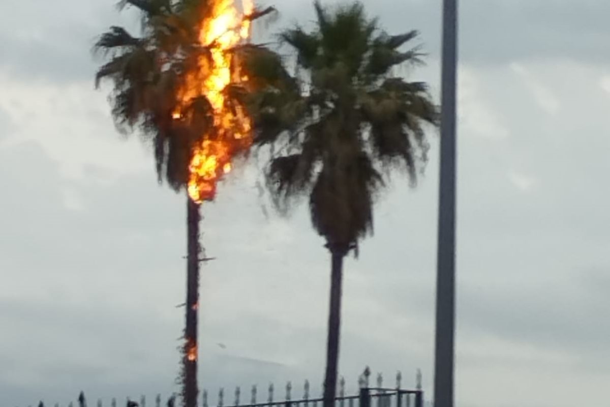 Un llamp incendia una palmera a Cocentaina