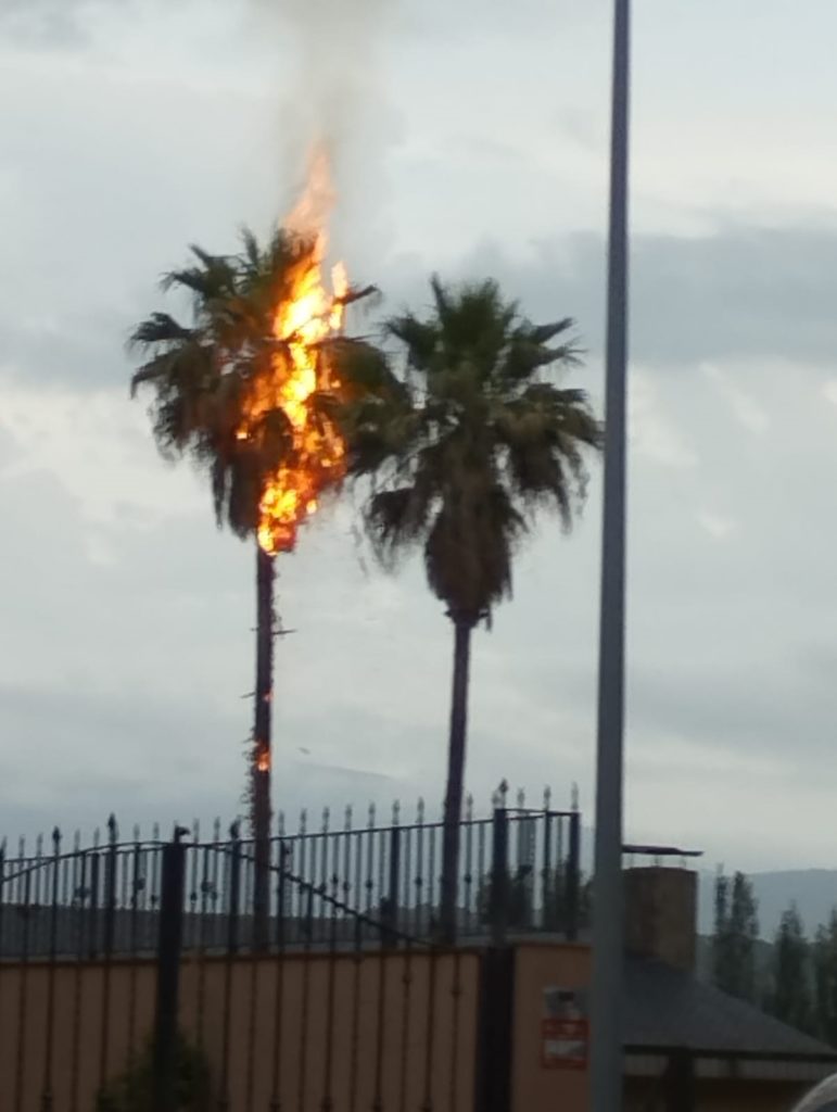 Un llamp incendia una palmera a Cocentaina