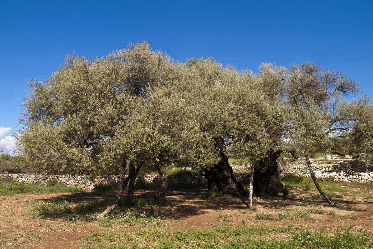 Los productores de aceite prevén otra campaña ruinosa