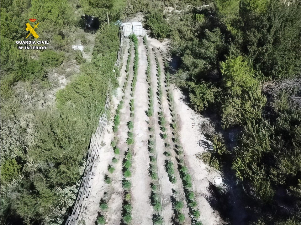 Detingudes sis persones per cultivar més de 1.600 plantes de marihuana