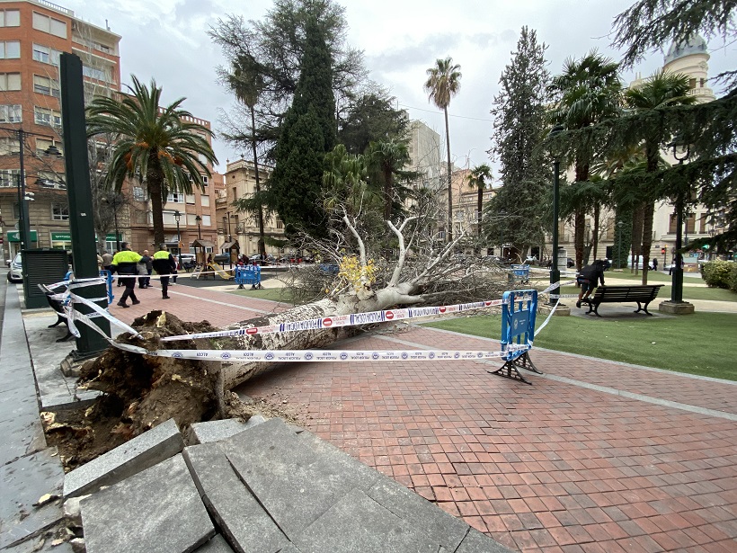 Gran expectació per la caiguda d'un arbre d'uns 20 metres en el Parterre