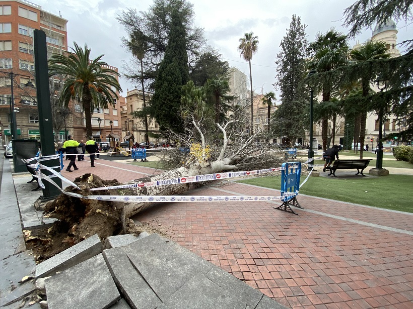 Gran expectación por la caída de un árbol de unos 20 metros en el Parterre