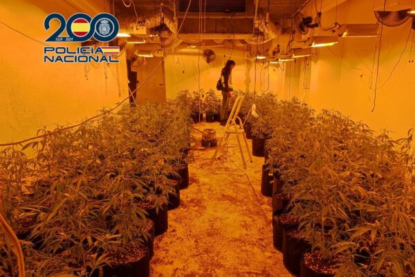 La Policia Nacional desmantella diverses plantacions de marihuana a Alcoi i Cocentaina