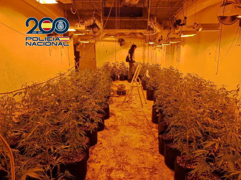 La Policía Nacional desmantela varias plantaciones de marihuana en Alcoy y Cocentaina