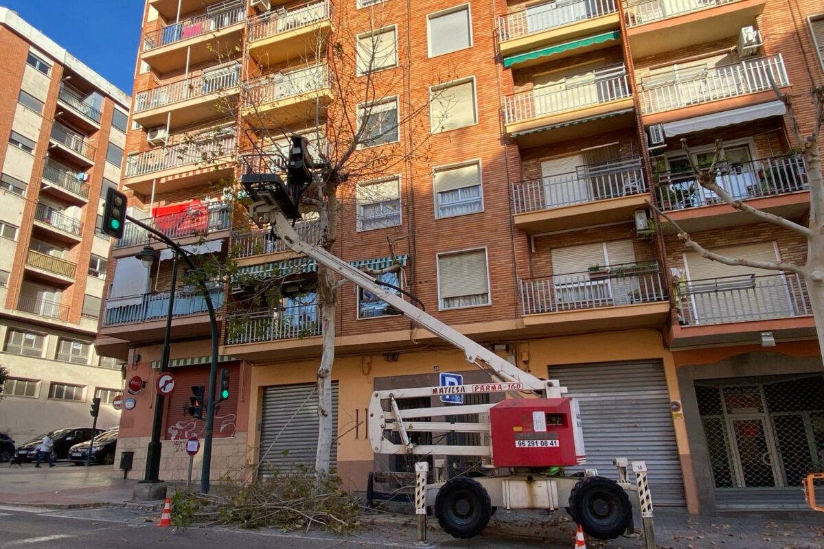 Más de 900 ejemplares podados en cuatro meses