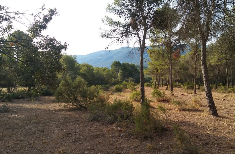 Cortafuegos y arreglo del camino entre el Mas dels Capellans y el del Pla