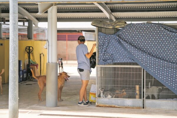 Alcoi dóna una lliçó amb la seua lluita animalista