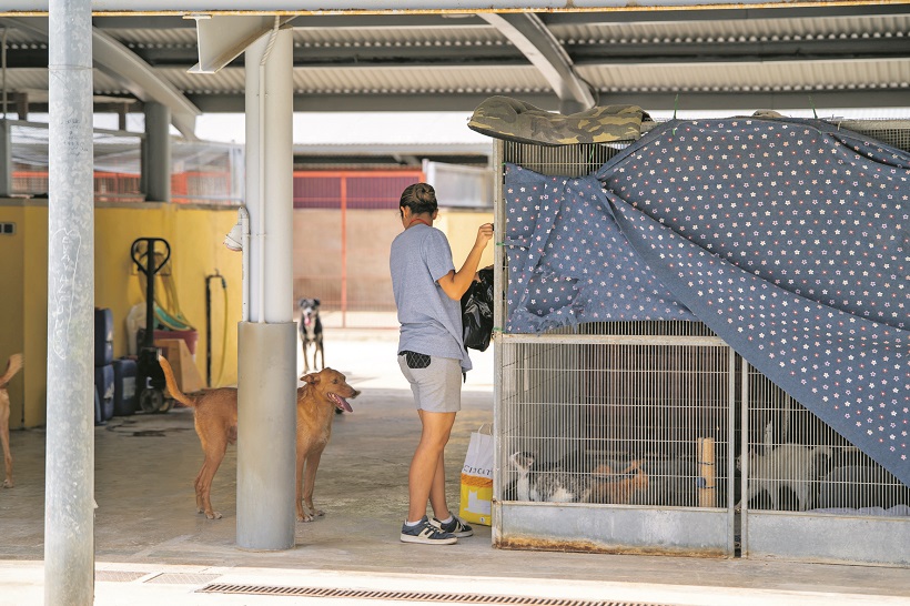 Alcoy da una lección con su lucha animalista