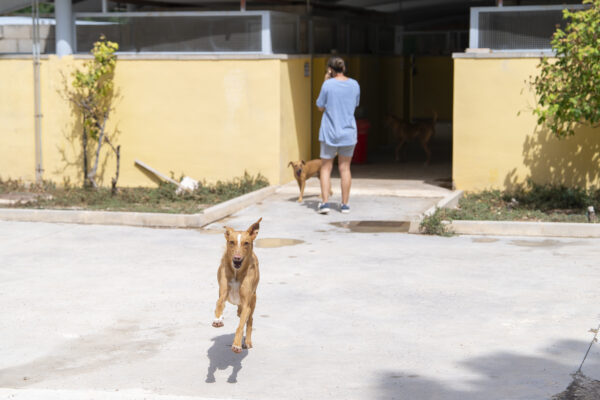 Puertas abiertas y marcha animalista de la Protectora de Alcoy este domingo