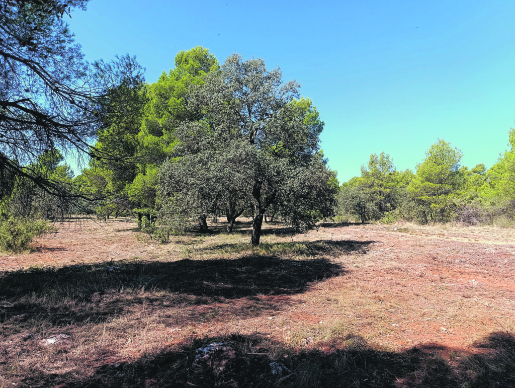 Actuacions en favor de la prevenció d'incendis forestals