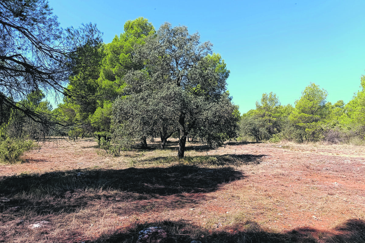 Actuaciones en favor de la prevención de incendios forestales