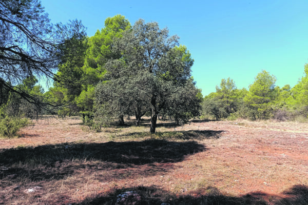 Actuaciones en favor de la prevención de incendios forestales