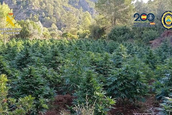 Desmantellen una plantació de marihuana en el terme municipal de L'Orxa