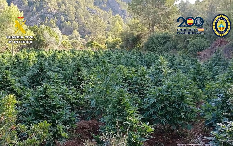 Desmantellen una plantació de marihuana en el terme municipal de L'Orxa
