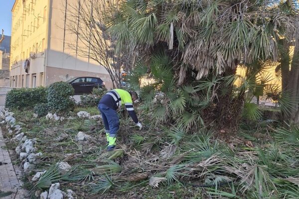 Treballs de poda a Batoi ateses les demandes dels veïns