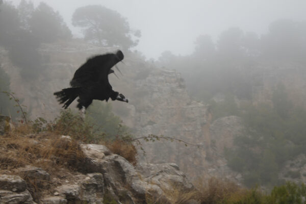 L'Ajuntament d'Alcoi denuncia el vol il·legal d'un dron que perseguia voltors en el Barranc del Cint