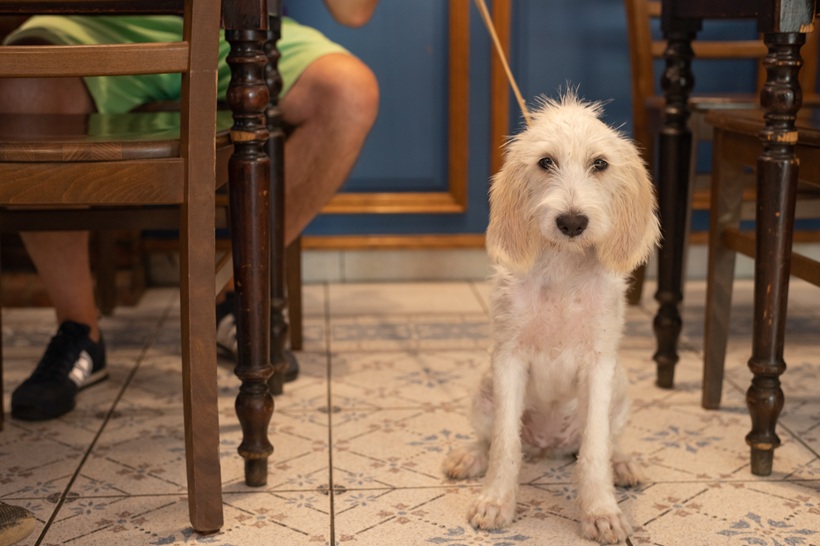 Alcoy amplia la seua guia pet-friendly i facilita eixir a menjar amb mascota