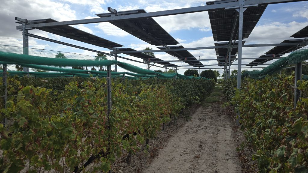 Un projecte agrovoltaic per a cultivar vinya a la Sarga reobri el debat ambiental