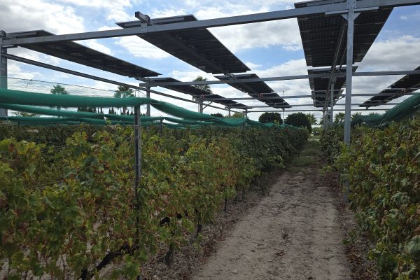 Un projecte agrovoltaic per a cultivar vinya a la Sarga reobri el debat ambiental