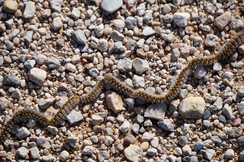 Alcoi du a terme el control de la processionària amb desenes d’actuacions preventives en tota la ciutat